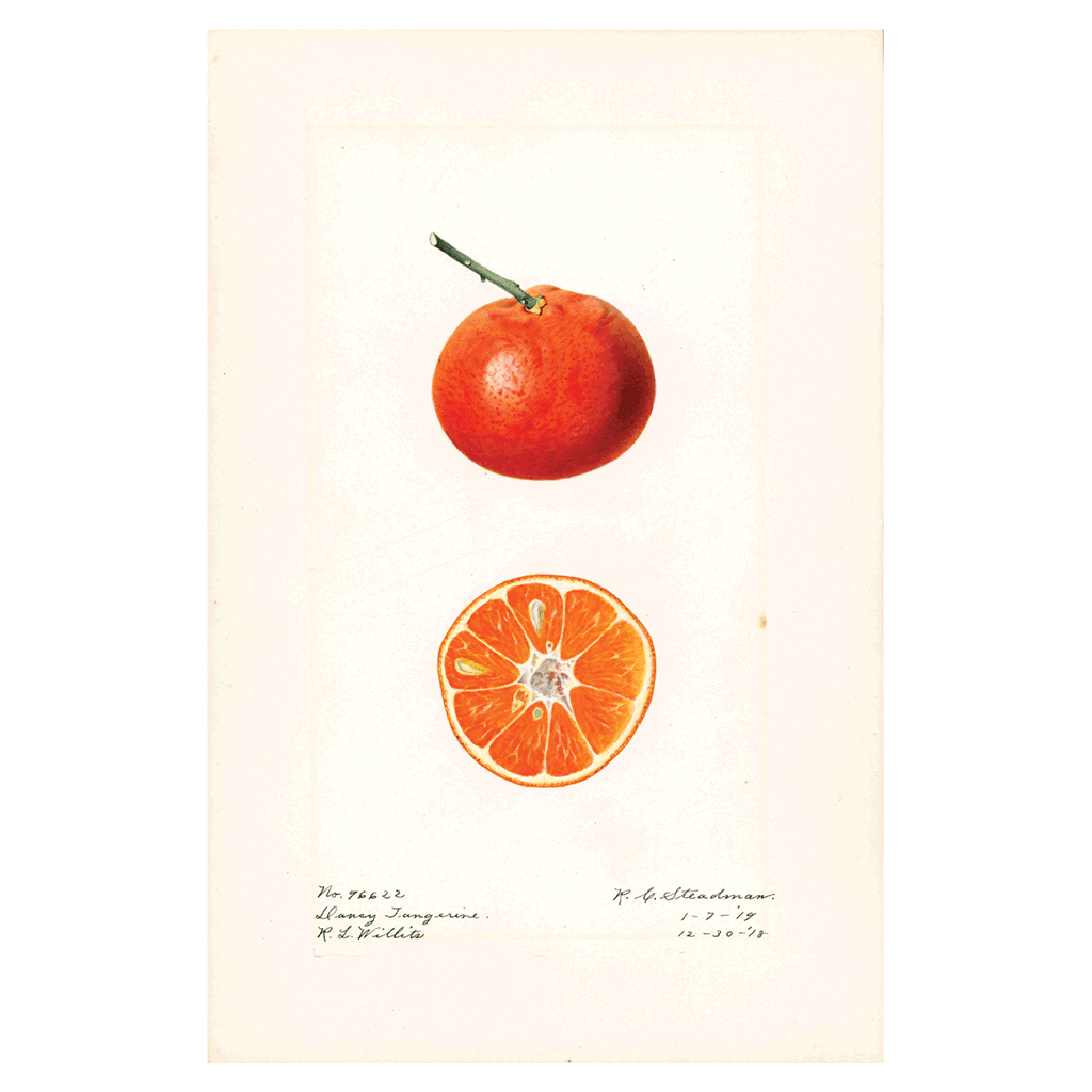 Fabulous Fruits Prints: Set One - Art Print Set