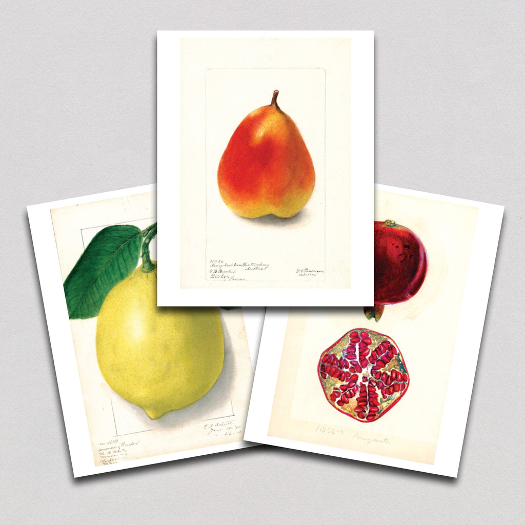Fabulous Fruits Prints: Set Two - Art Print Set