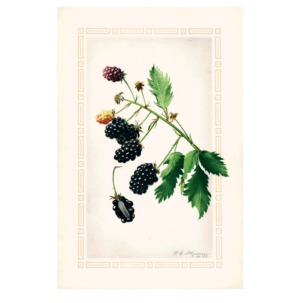 Fabulous Fruits Prints: Set Four - Art Print Set