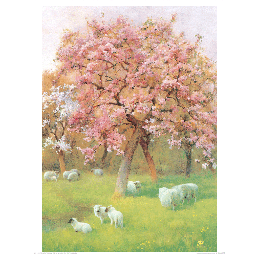 Sheep and a Blossoming Tree - Nature's Beauty Art Print