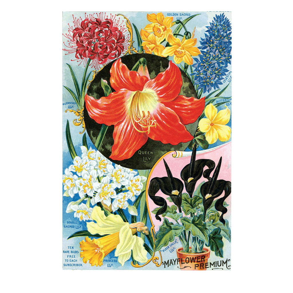 Flowers from Bulbs - Flowers Greeting Card