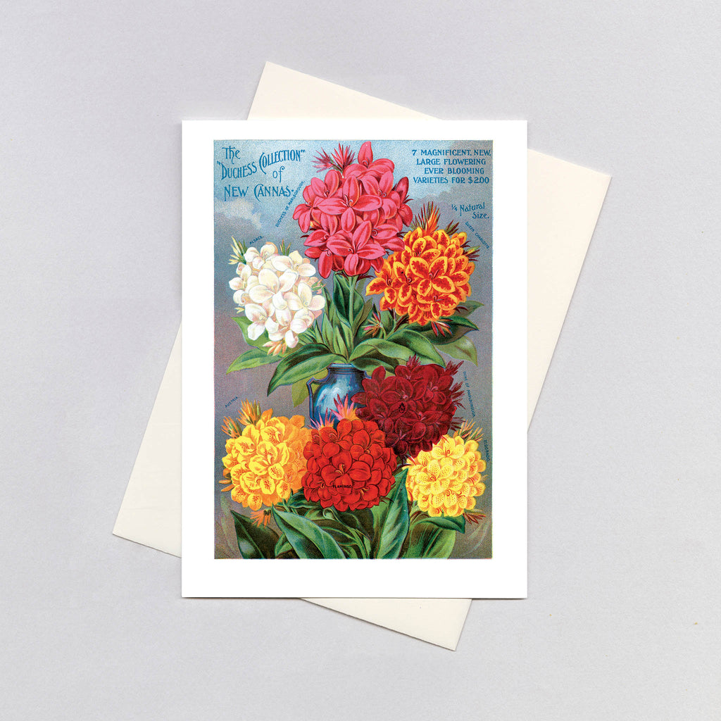 Canna Lilies - Flowers Greeting Card