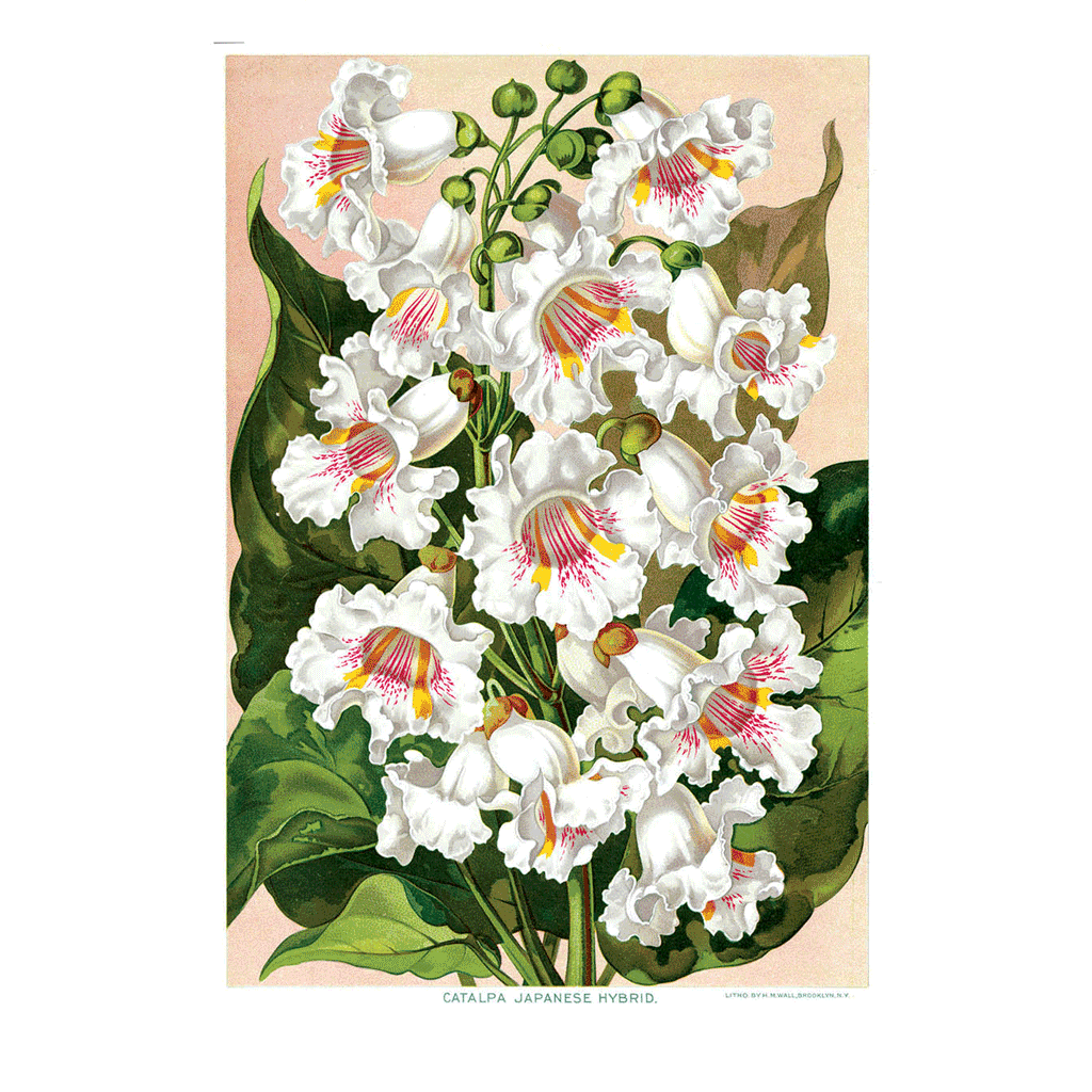 Catalpas - Flowers Greeting Card