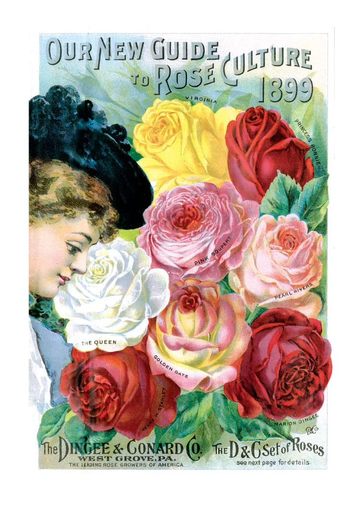 Lady with Roses - Flowers Greeting Card