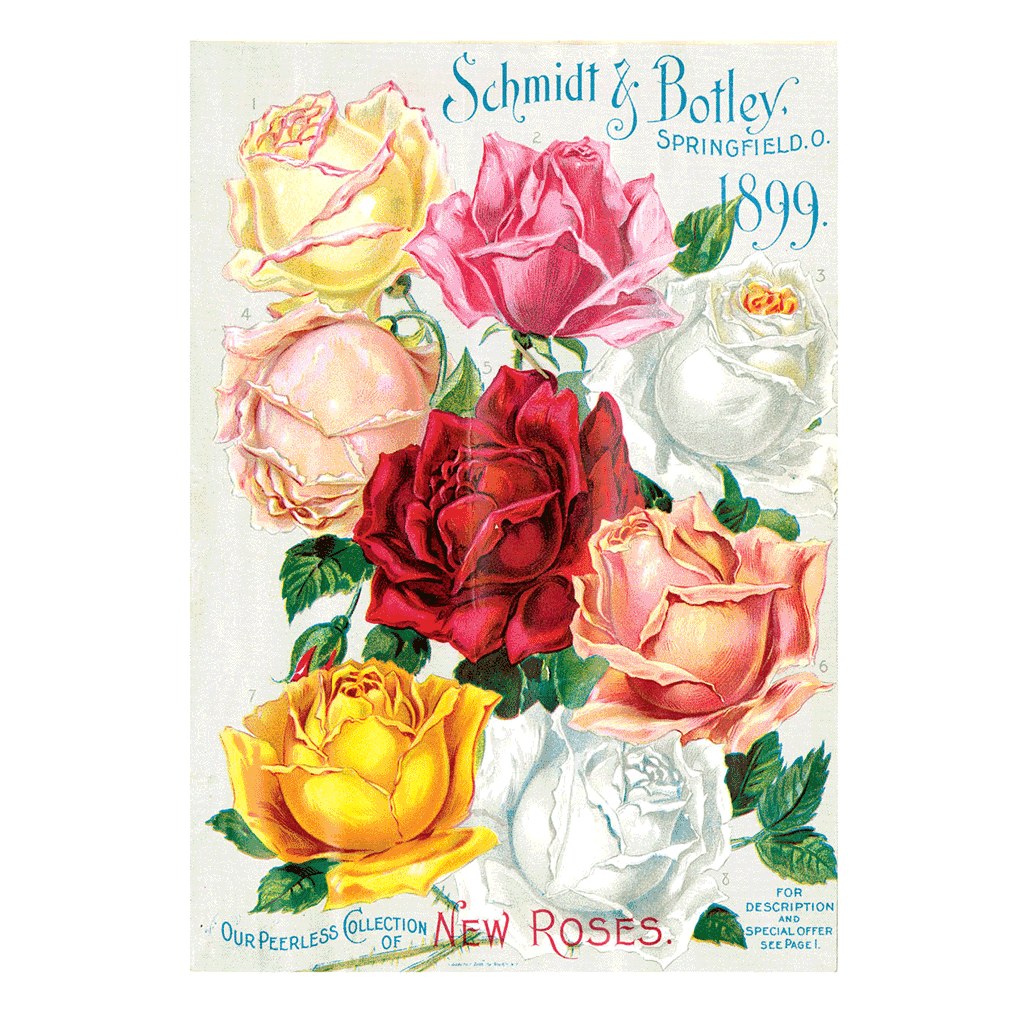 Eight Roses - Flowers Greeting Card