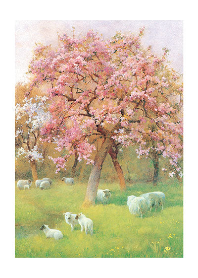 Sheep Beneath a Blossoming Tree - Nature's Beauty Greeting Card