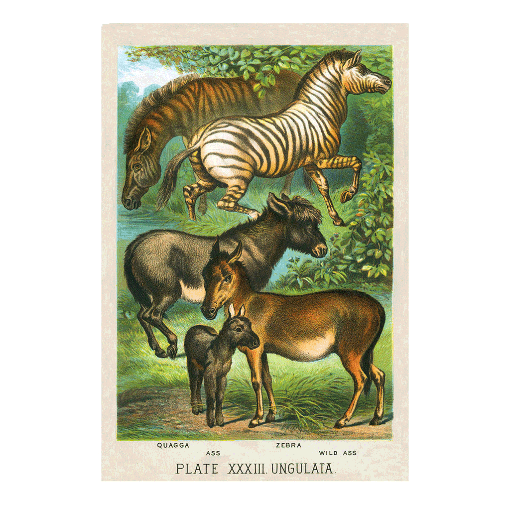 Animalia - Art Print Portfolio