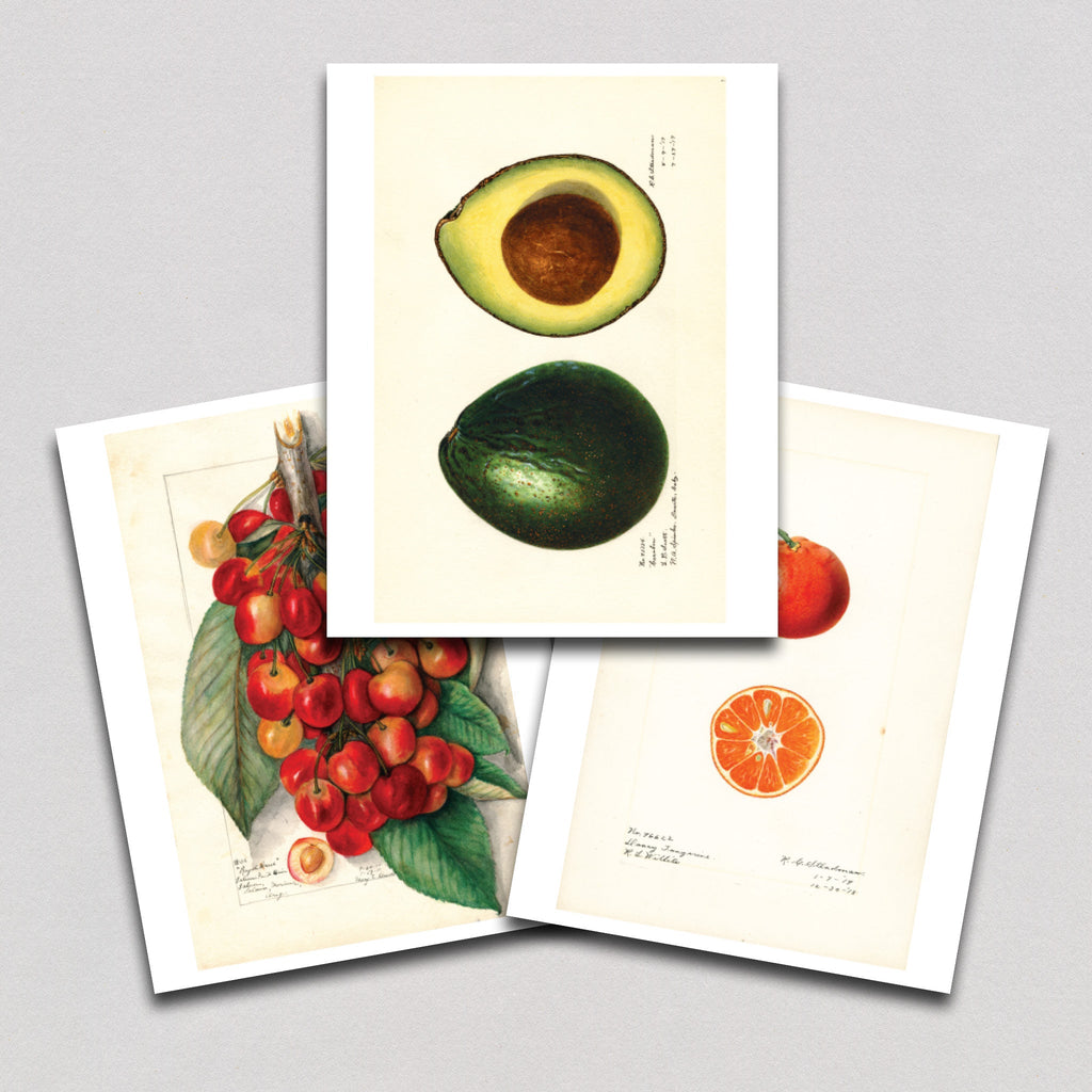 Fabulous Fruits Prints: Set One - Art Print Set
