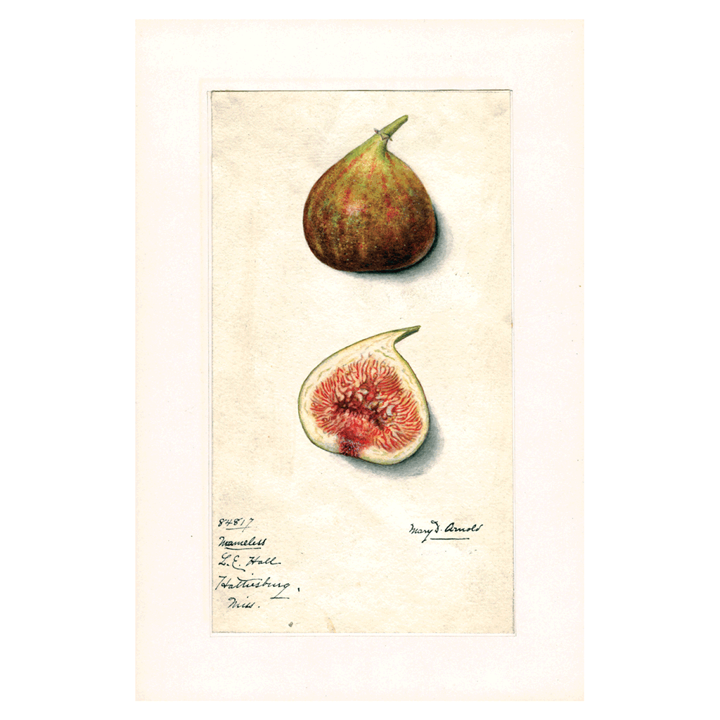 Fabulous Fruits Prints: Set Three - Art Print Set