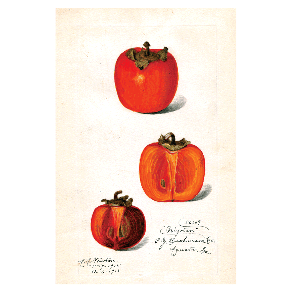 Fabulous Fruits Prints: Set Three - Art Print Set