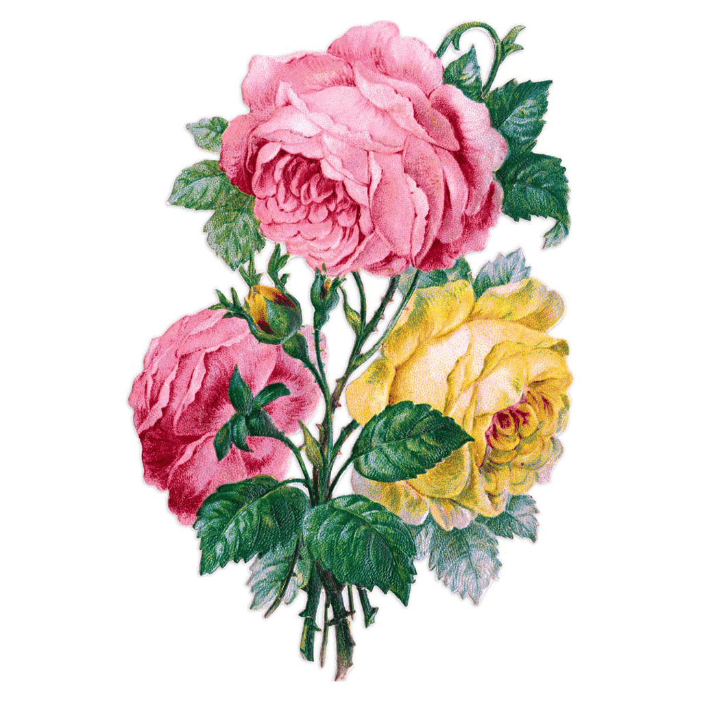 Antique Roses Postcard Box - Everyday Boxed Postcards