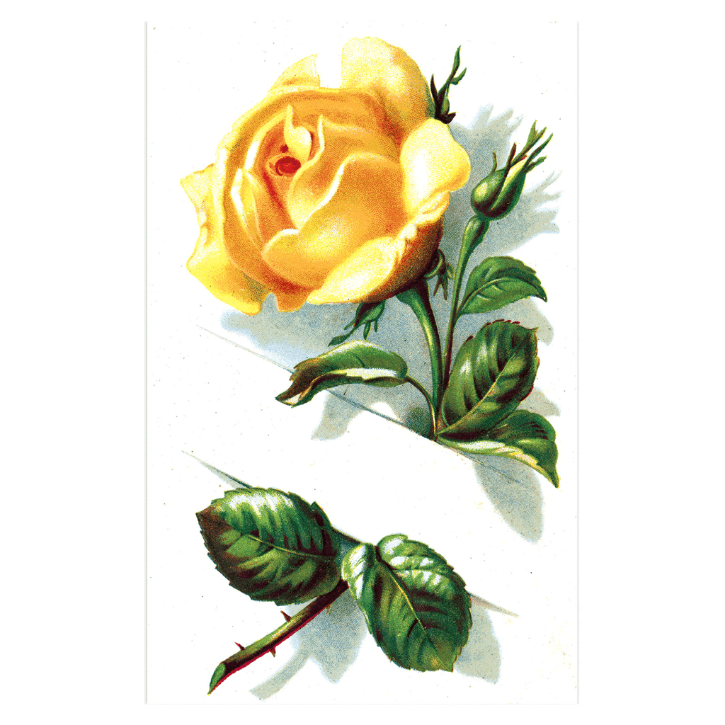 Antique Roses Postcard Box - Everyday Boxed Postcards