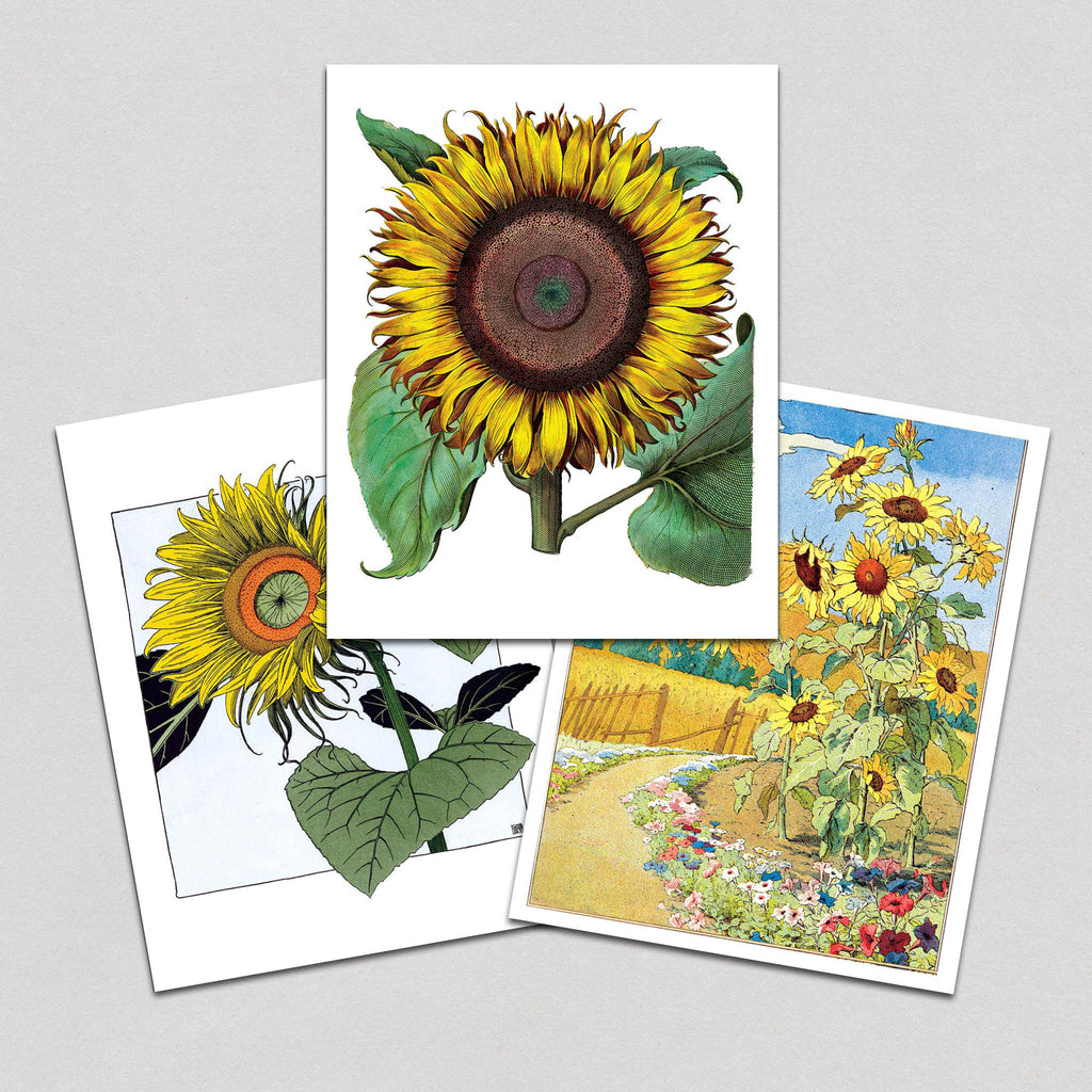 Sunflowers - Art Print Set
