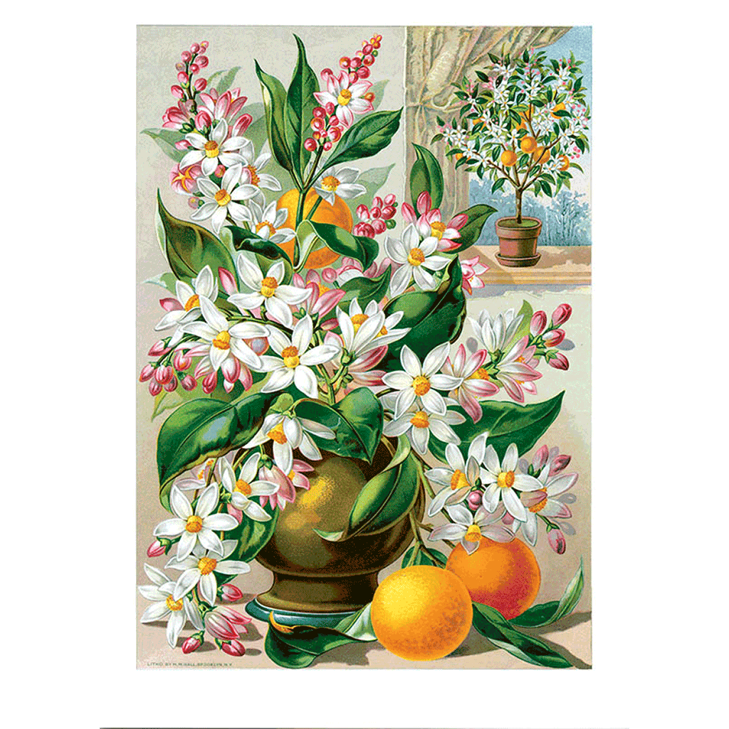 Antique Flowers - Everyday Boxed Greeting Cards