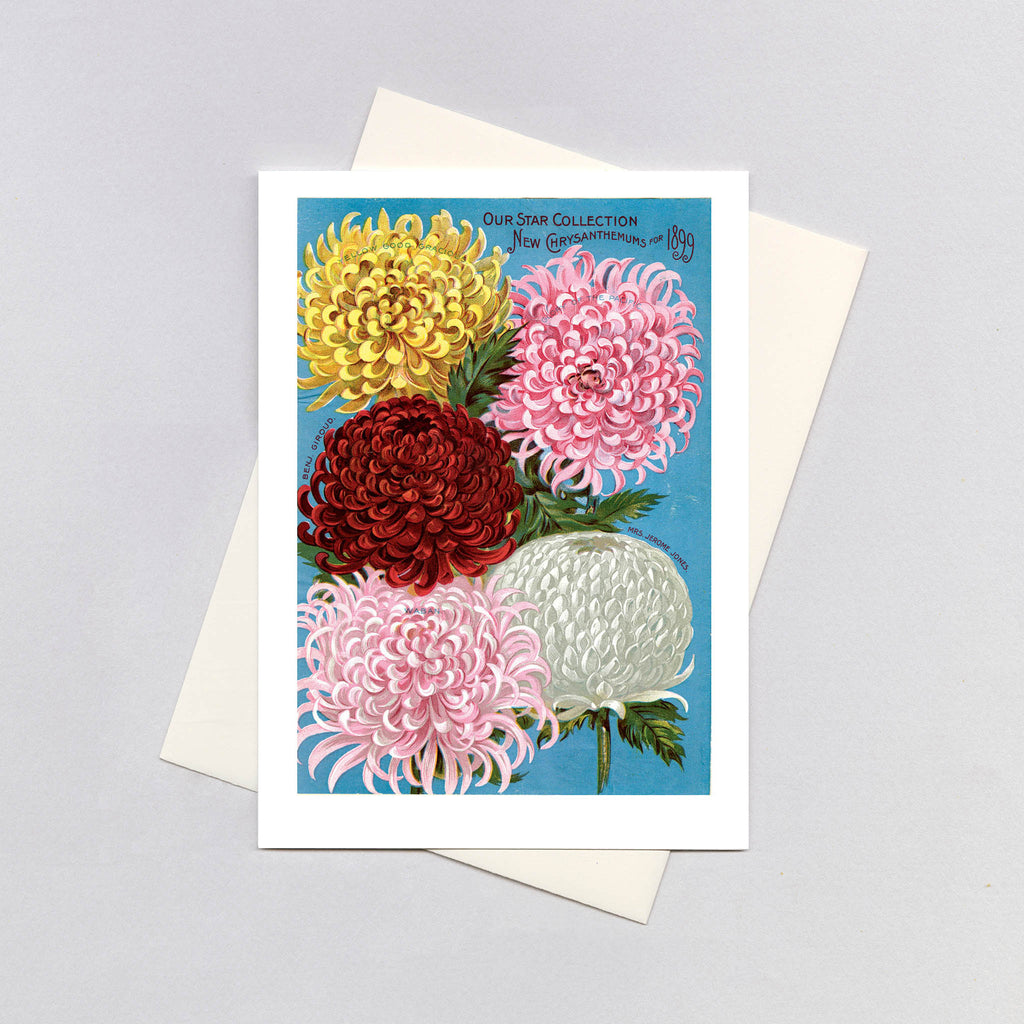 Chrysanthemums - Flowers Greeting Card