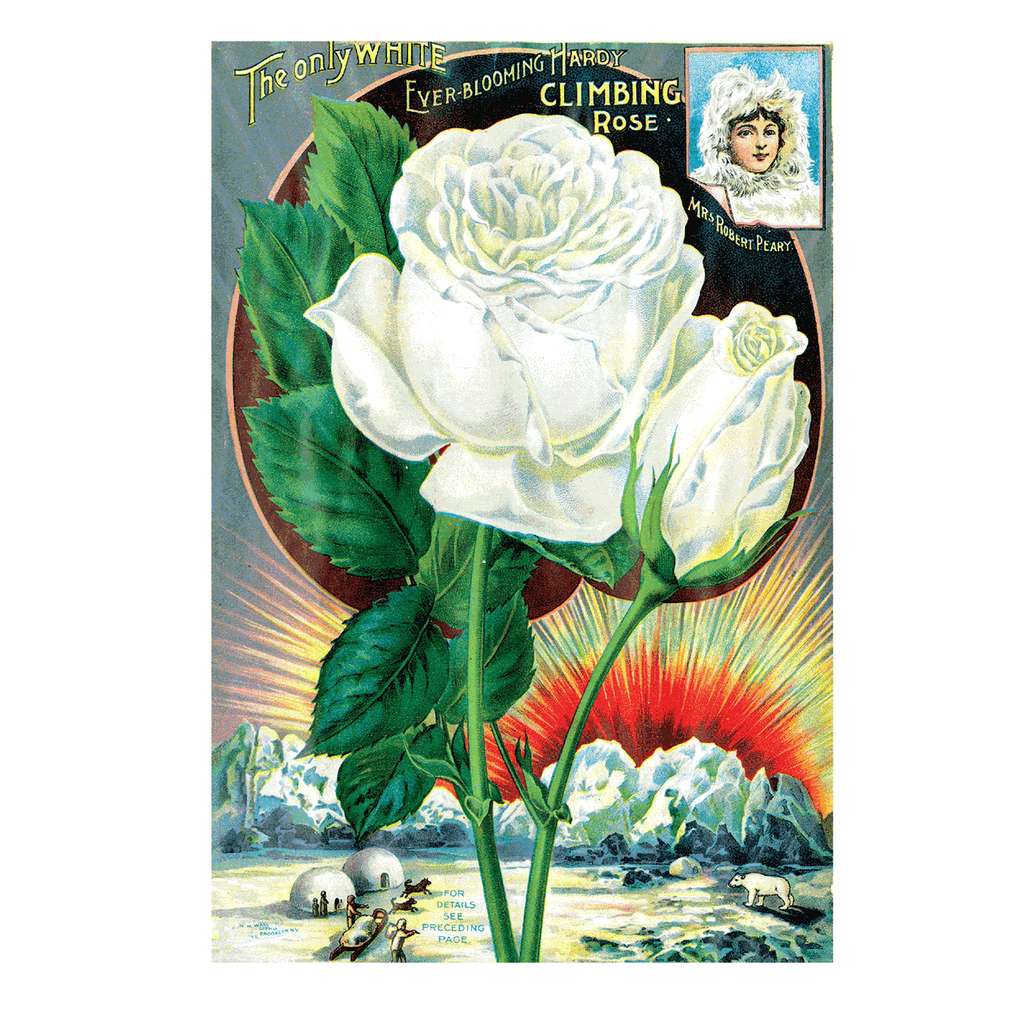 Antique Roses - Everyday Boxed Greeting Cards