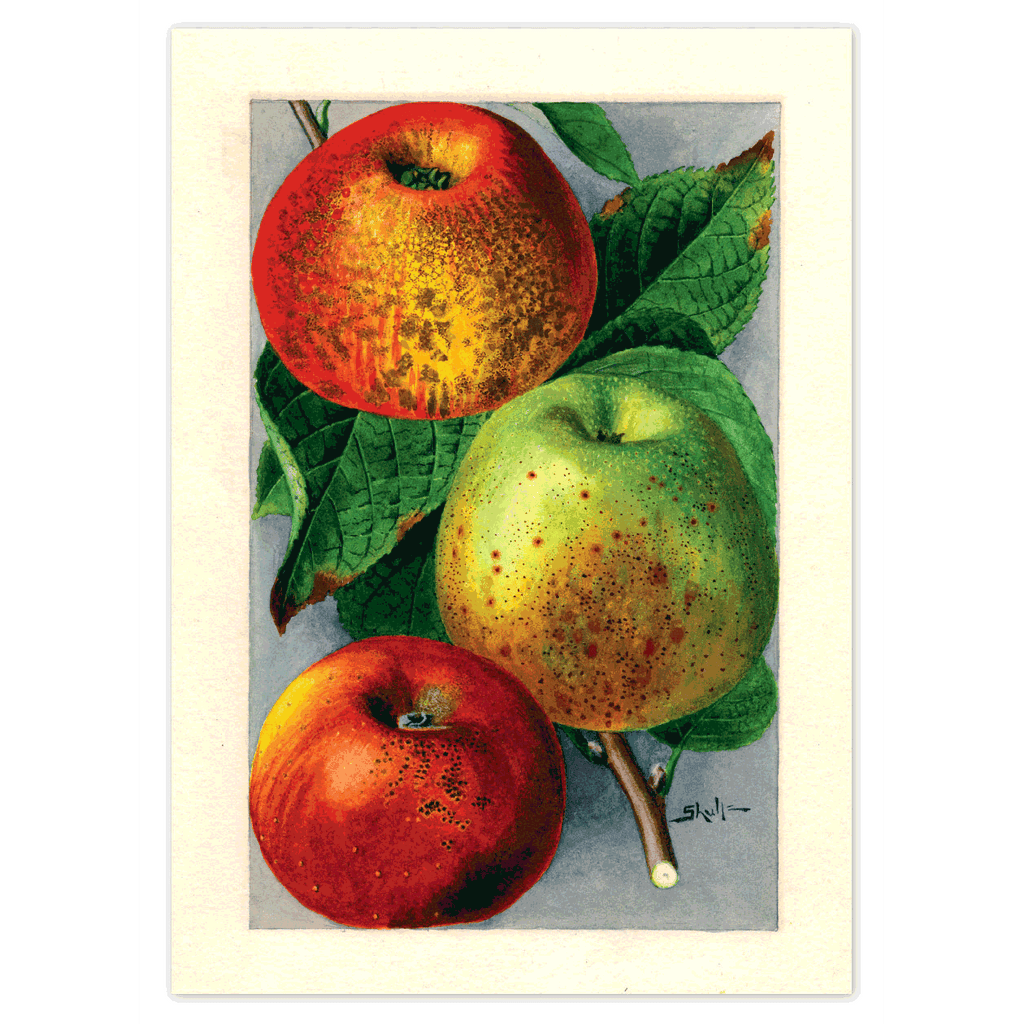 Fabulous Fruits - Everyday Boxed Greeting Cards