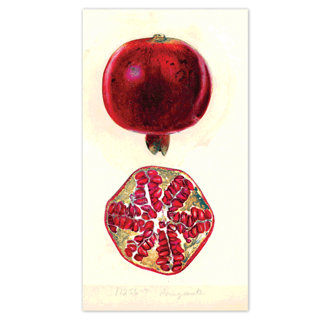 Fabulous Fruits Postcard Box - Everyday Boxed Postcards