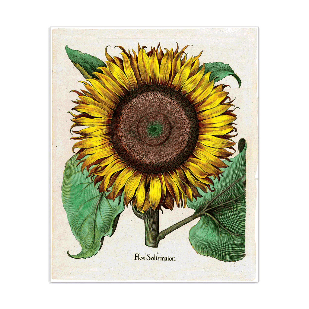 Sunflowers Postcard Box - Everyday Boxed Postcards